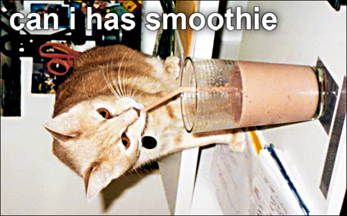 Katzenbild - Can I has Smoothie?