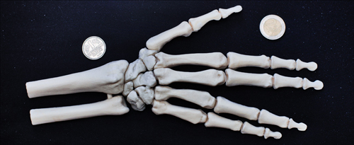 skeletthand